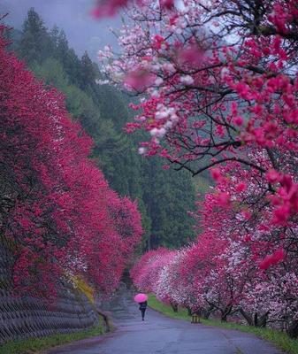 В Японии весной цветет не только сакура » BigPicture.ru