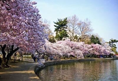 Весна в Японии - 71 фото