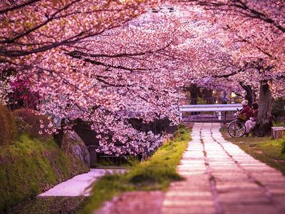 Весна в Японии :З | Пикабу