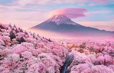 Необыкновенно теплая и ранняя весна обернулась аномально ранним сезоном  цветения сакуры в Японии.