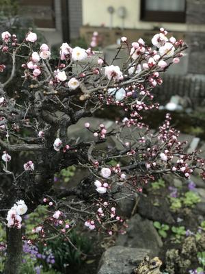Весна в Японии - 88 фото