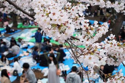 Инстаграм недели: весна в Японии | РБК Стиль