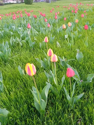 Фотоотчет «Весна идет, весне дорогу!» (4 фото). Воспитателям детских садов,  школьным учителям и педагогам - Маам.ру