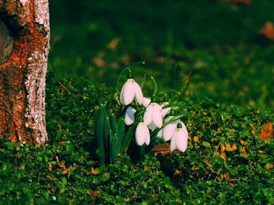 Вот она пришла Весна, как паранойя... :: Сергей Офицер – Социальная сеть  ФотоКто