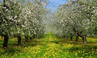 Картинка Весна Природа Одуванчики траве Цветущие деревья Времена