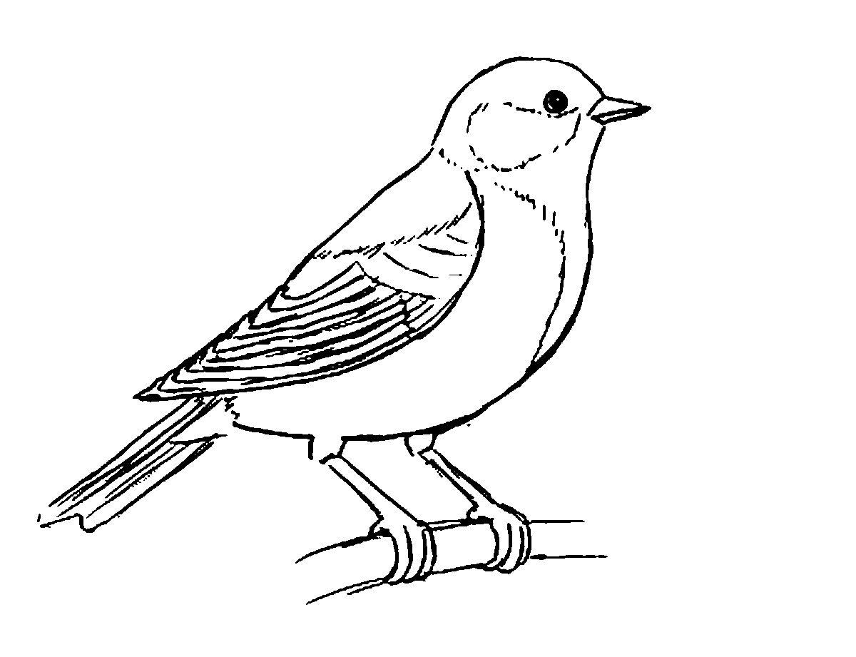 15 января – День зимующих птиц | Пикабу