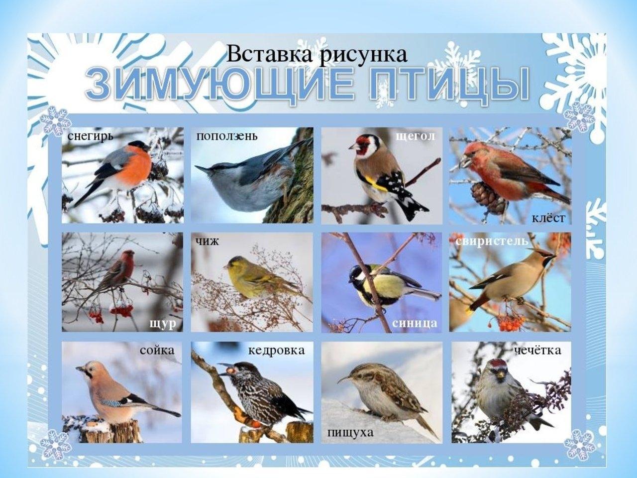 15 января - день зимующих птиц: оформление и стихи | скачать и распечатать
