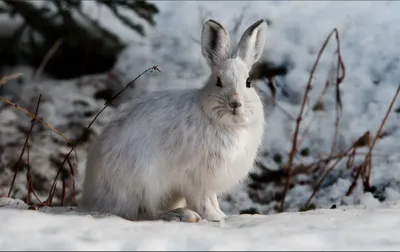 Заяц беляк, один из самых быстрых бегунов | JivoMir.ru | Дзен