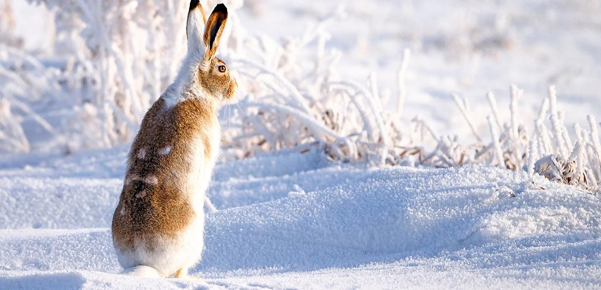 Охота на зайца 2018 с гончими зимой и осенью с подхода