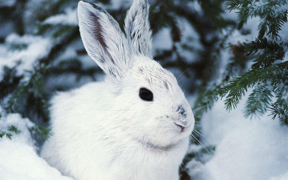Белые зайцы зимой» — создано в Шедевруме