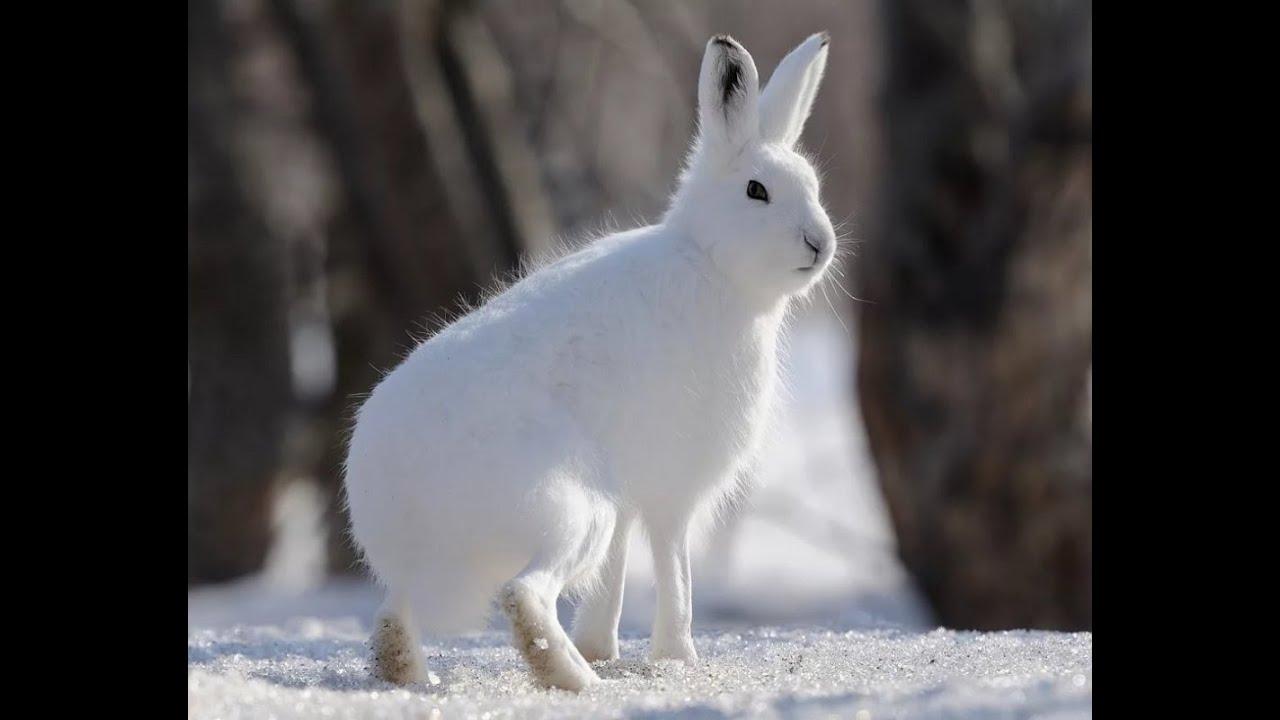 Заяц зимой - 87 фото