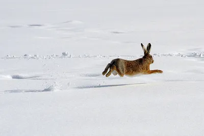 Скачать обои снег, зима, кролик, животное, заяц разрешение 1920x1080 #151398