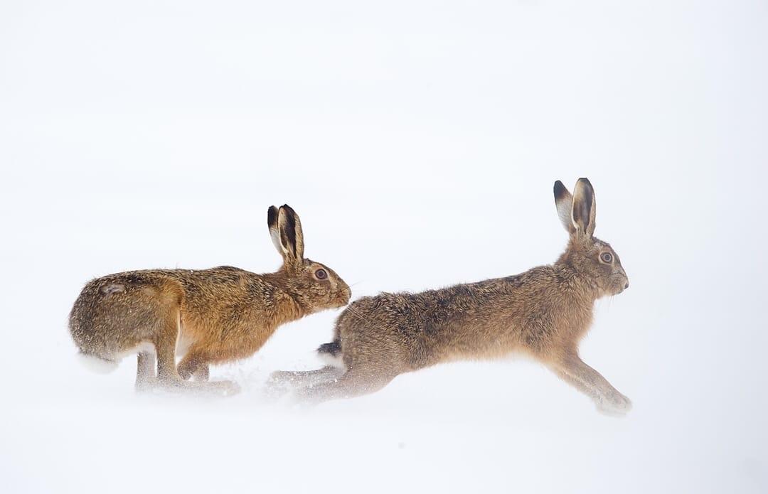 Обои зайцы, лес, снег, зима, арт картинки на рабочий стол, фото скачать  бесплатно