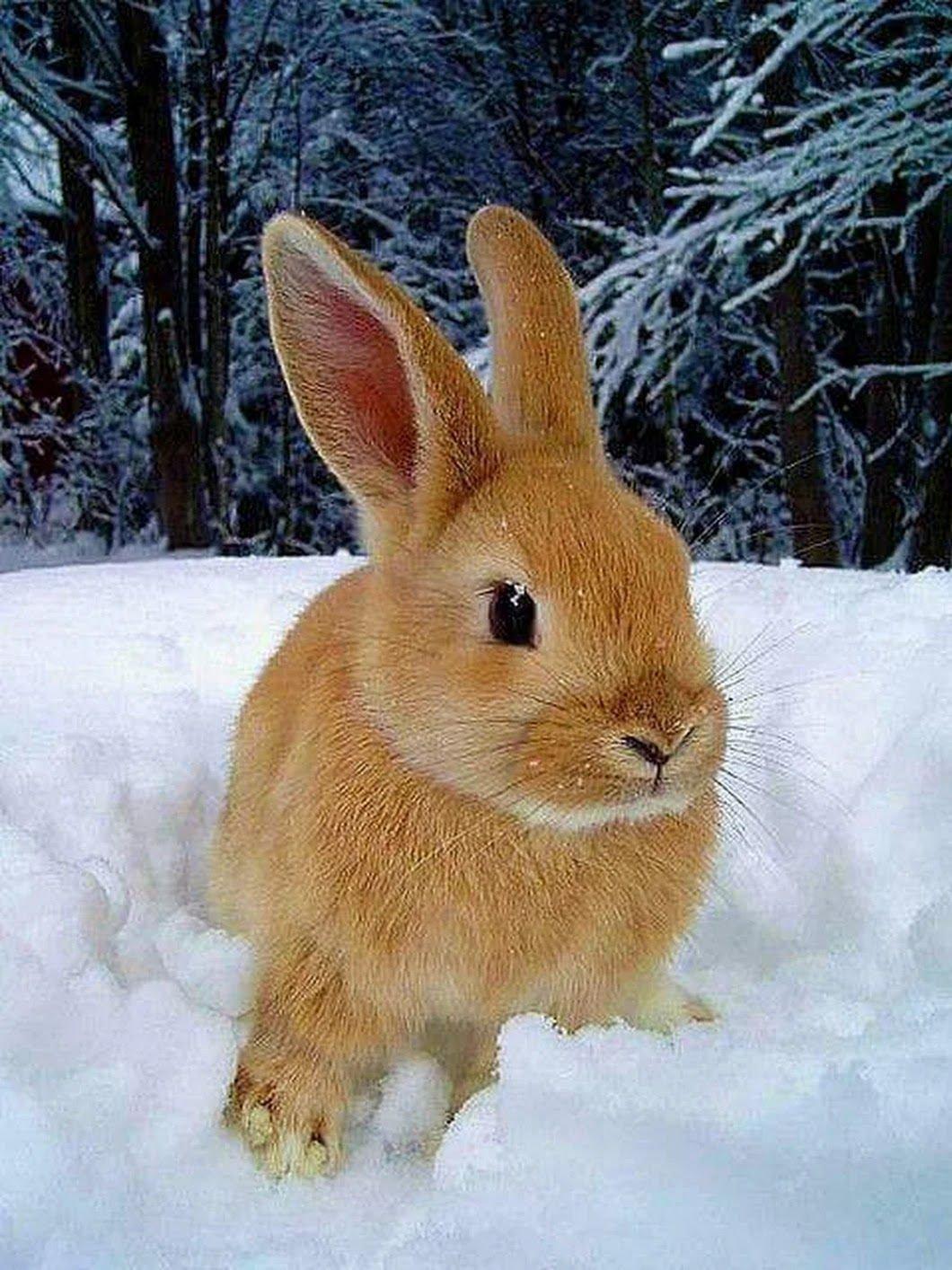 Почему зайцу трудно жить зимой: 10 особенностей из жизни лесного бегуна |  Приключения натуралиста | Дзен