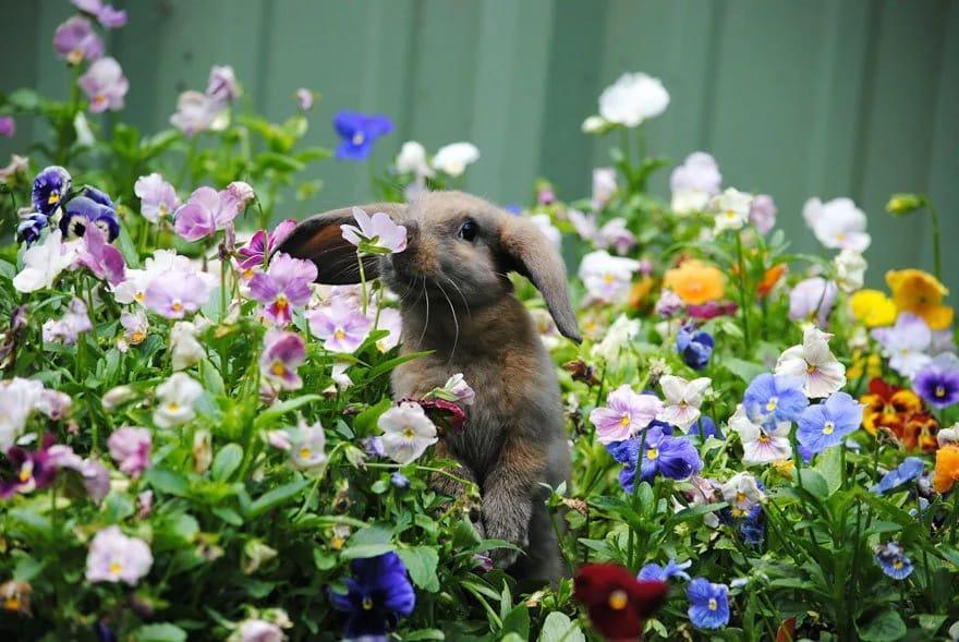 Первый день весны: забавные картинки с радостными животными - LeMonade