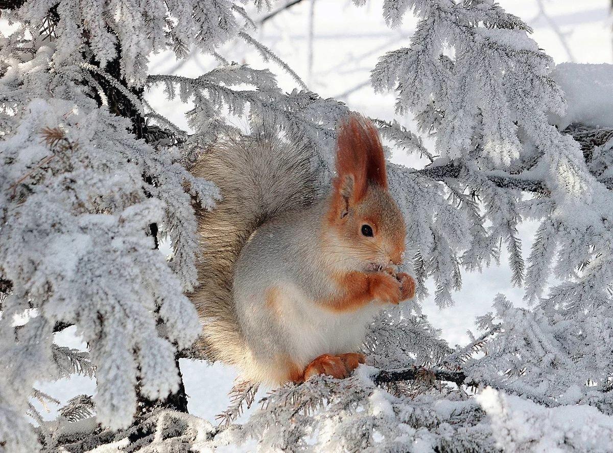 Животные зимнего леса - 75 фото