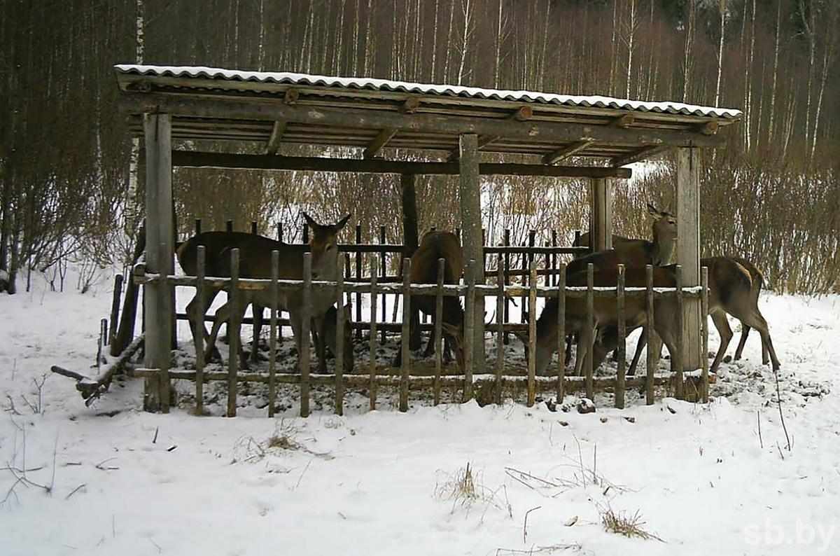 Как зимуют животные - Новости заповедника - Новости - Кузнецкий Алатау