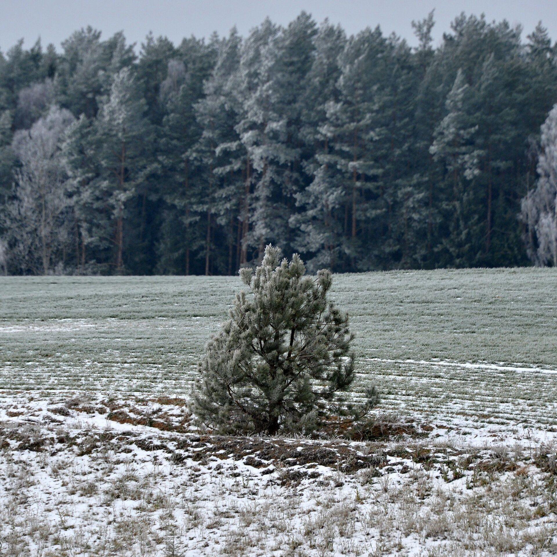 Зима без снега может привести к проблемам для природы и человека -  Российская газета