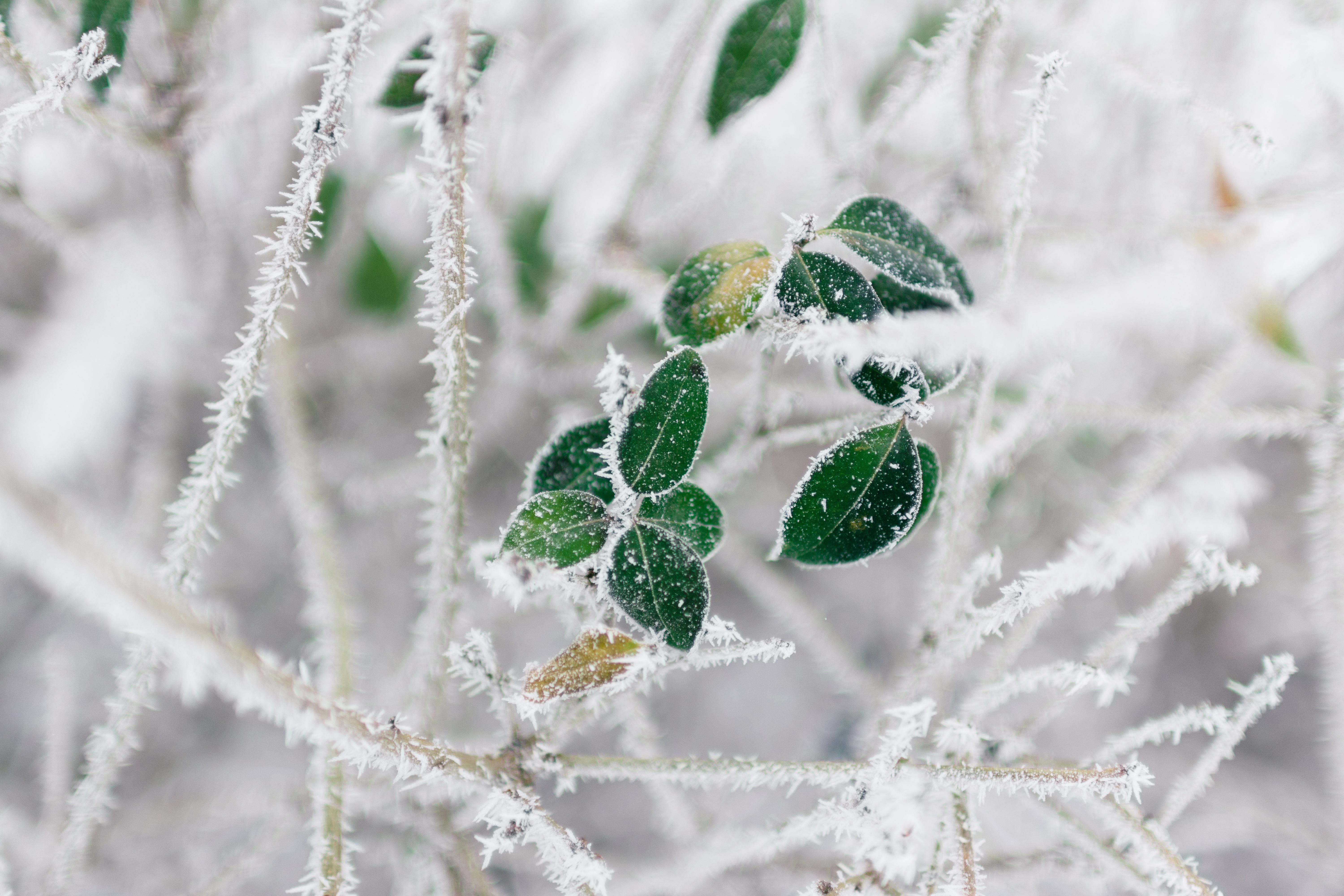 Обои снег, мороз, лист, макро, осень, зима картинки на рабочий стол, фото  скачать бесплатно