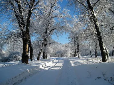 Зима, снег, день рождение декабрь, …» — создано в Шедевруме