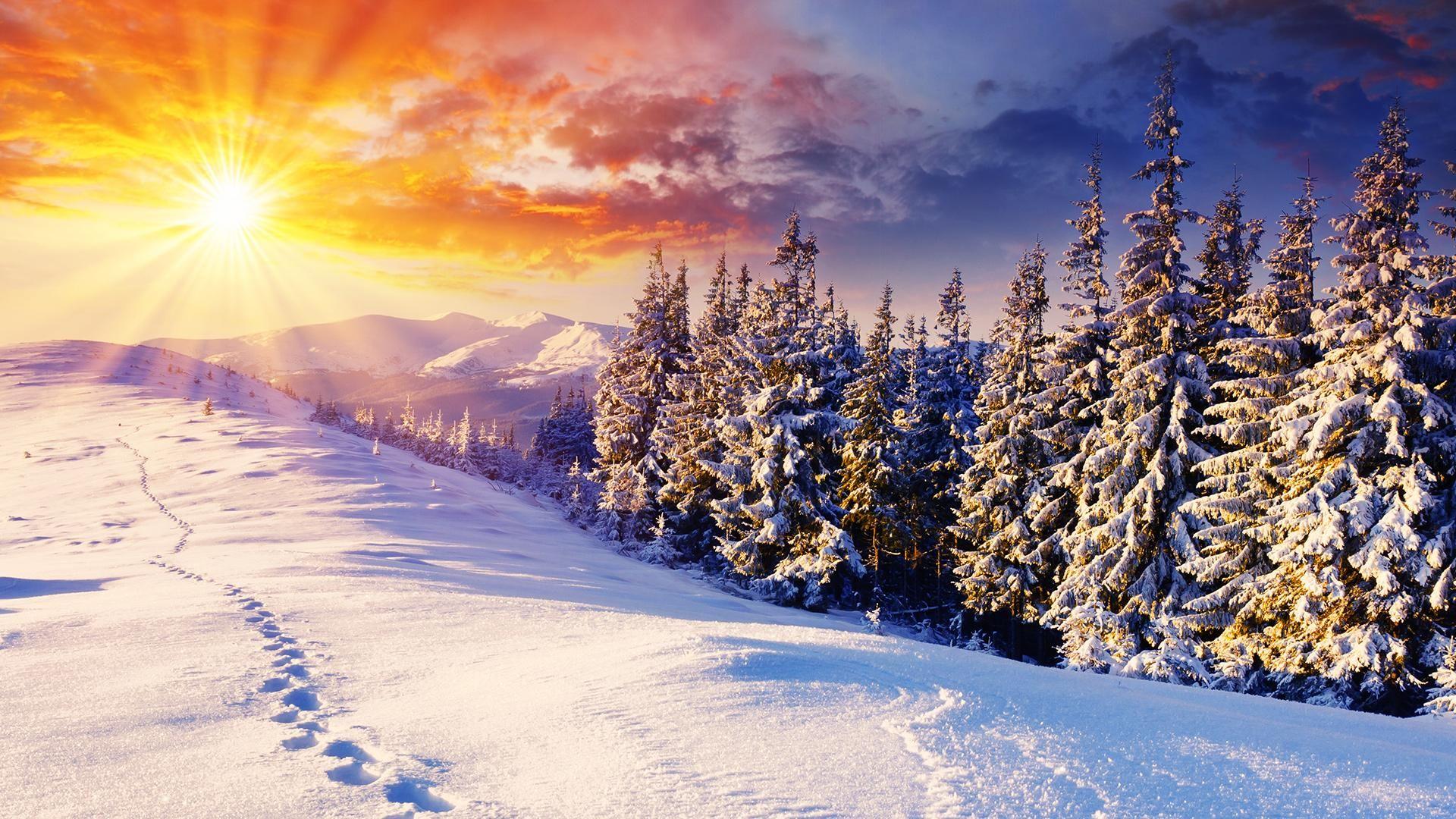 Снег, лес, зима, солнце, ели, следы 1920x1080 | 風景