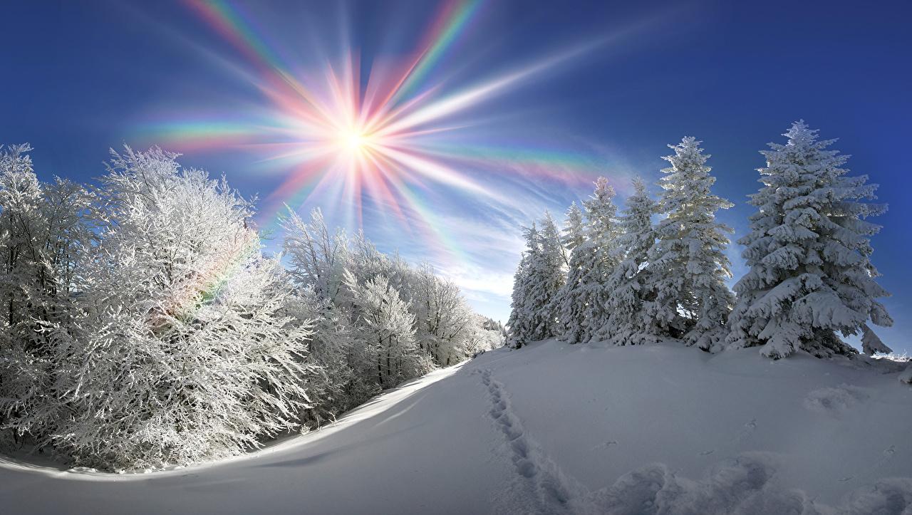 Картинка Лучи света ели зимние Солнце Природа Снег сезон года