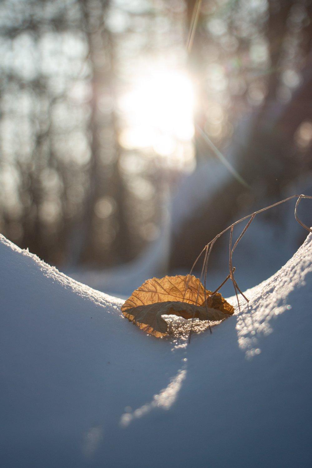 Яркое зимнее солнце :: Екатерина Торганская – Социальная сеть ФотоКто