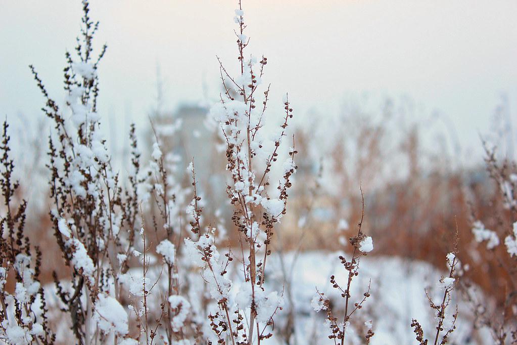 Снежный январь. Фотограф Константин Скороходов