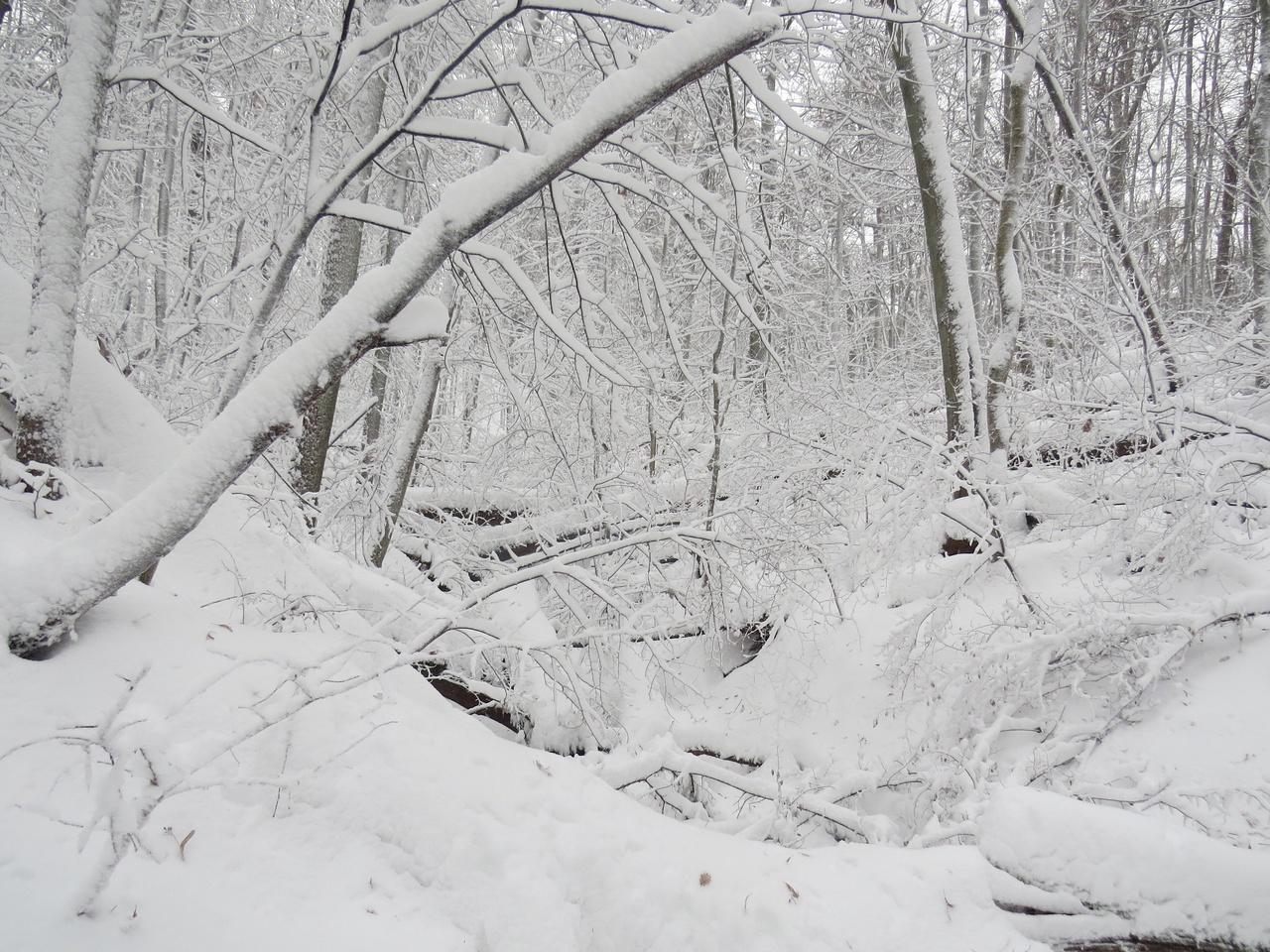 Январь В Лесу Зима В Лесу Зимняя Дорога Покрыта Снегом — стоковые  фотографии и другие картинки Без людей - iStock