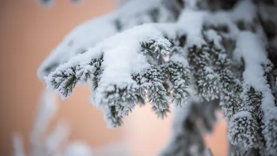 Зима, зимние фото, елка, цветы под снегом, снег, январь, природа in 2024 |  Snow, Outdoor