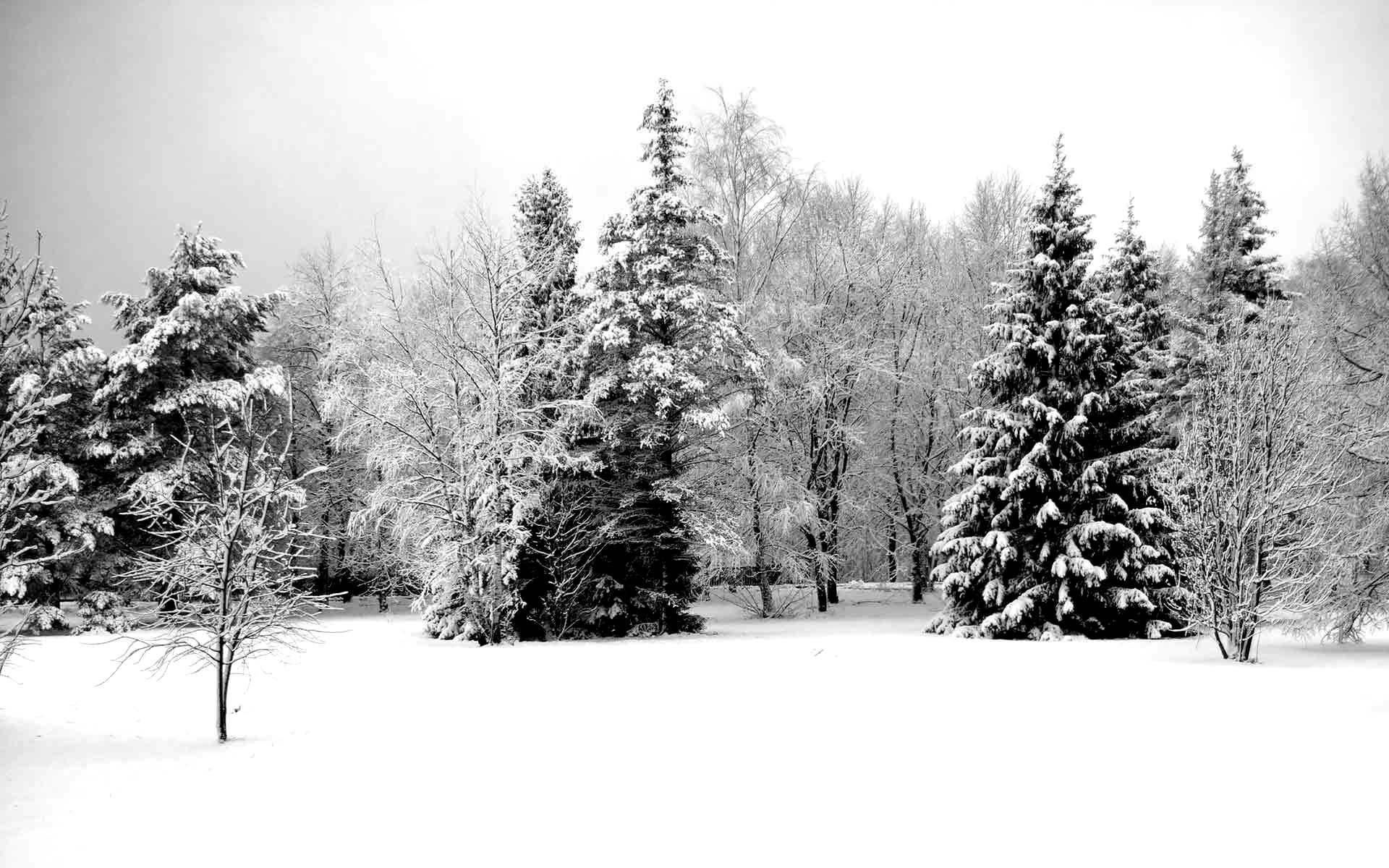 Зимний пейзаж в чёрно-белых тонах…» — создано в Шедевруме