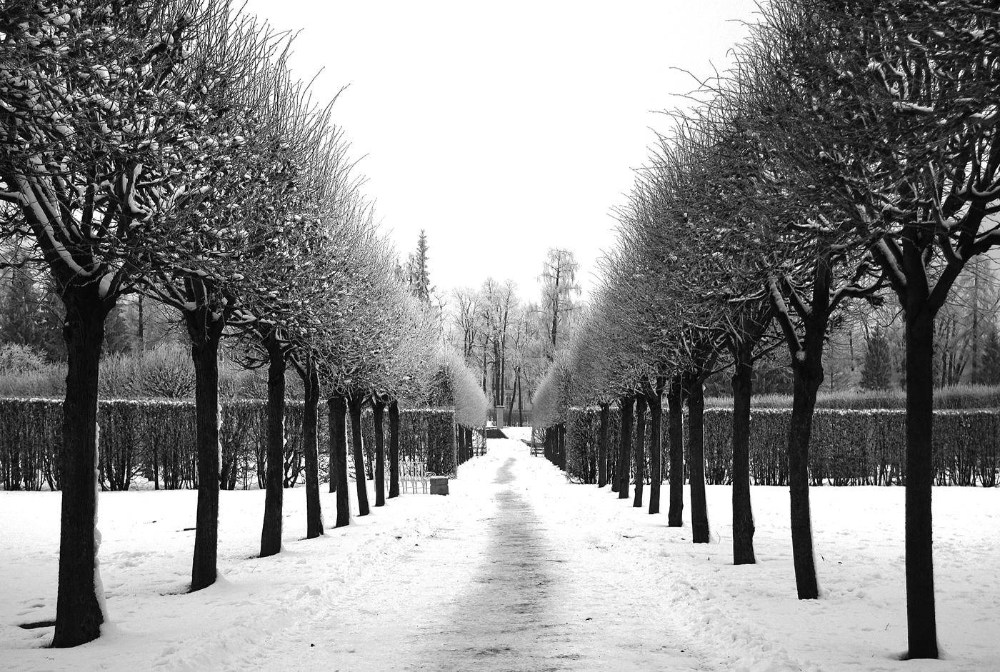 черно-белый зимний пейзаж в таежном лесу, Россия Photos | Adobe Stock