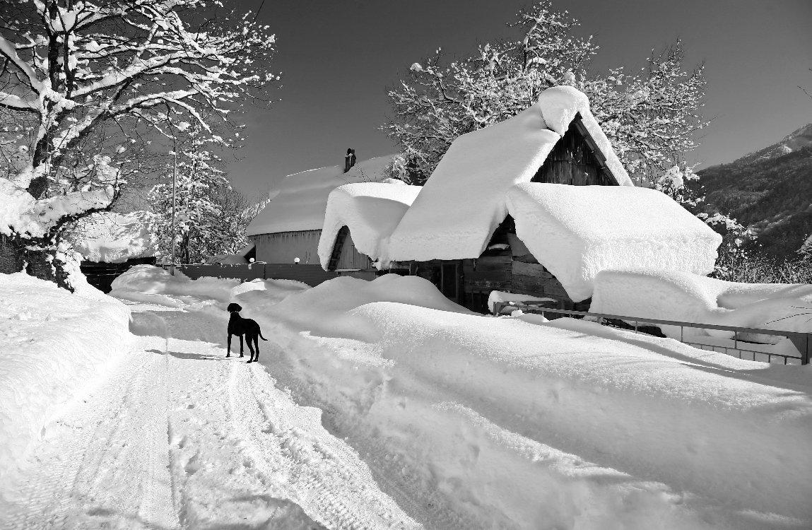 Чёрно-белые краски зимы — Сообщество «Фотоальбом Драйва: Мобилография» на  DRIVE2