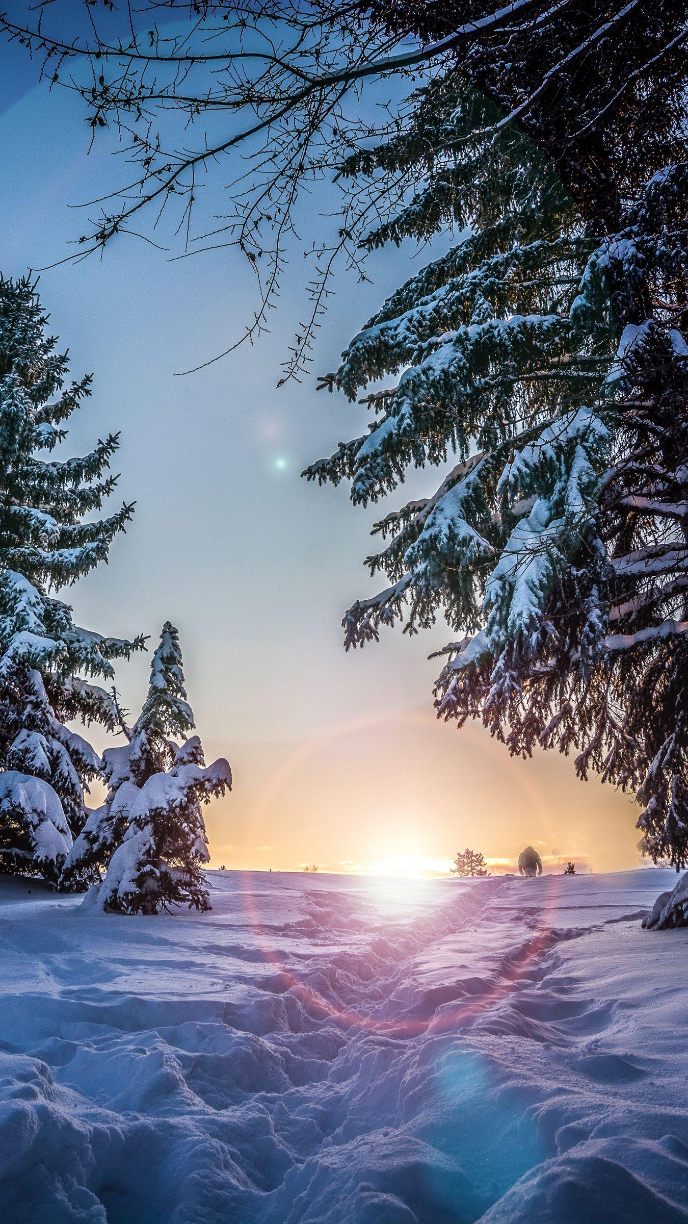 Скачать 1350x2400 зима, снег, солнечный свет, тропинка, деревья обои,  картинки iphone 8+/7+/6s+/6+ for parallax
