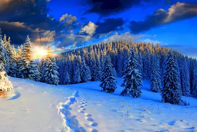 Зима красивая пришла. :: tatiana – Социальная сеть ФотоКто