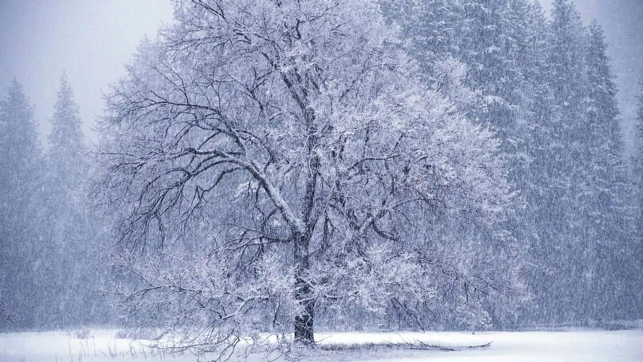 Картина на холсте от All Les \"Зима метель дерево\" на подрамнике / декор для  дома / интерьер / подарок / на стену | AliExpress