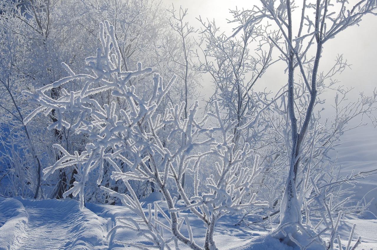 Зима Мороз Снег - Бесплатное фото на Pixabay - Pixabay