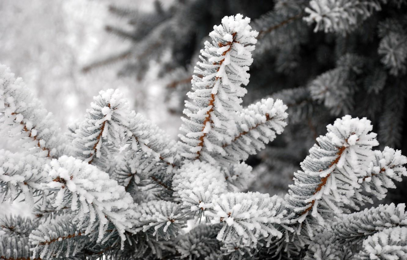 картинки : холодно, зима, мороз, милый, Погода, снежно, время года, шарф,  на открытом воздухе, Снеговик, Замораживание, пусть идет снег 5029x3352 - -  1193576 - красивые картинки - PxHere
