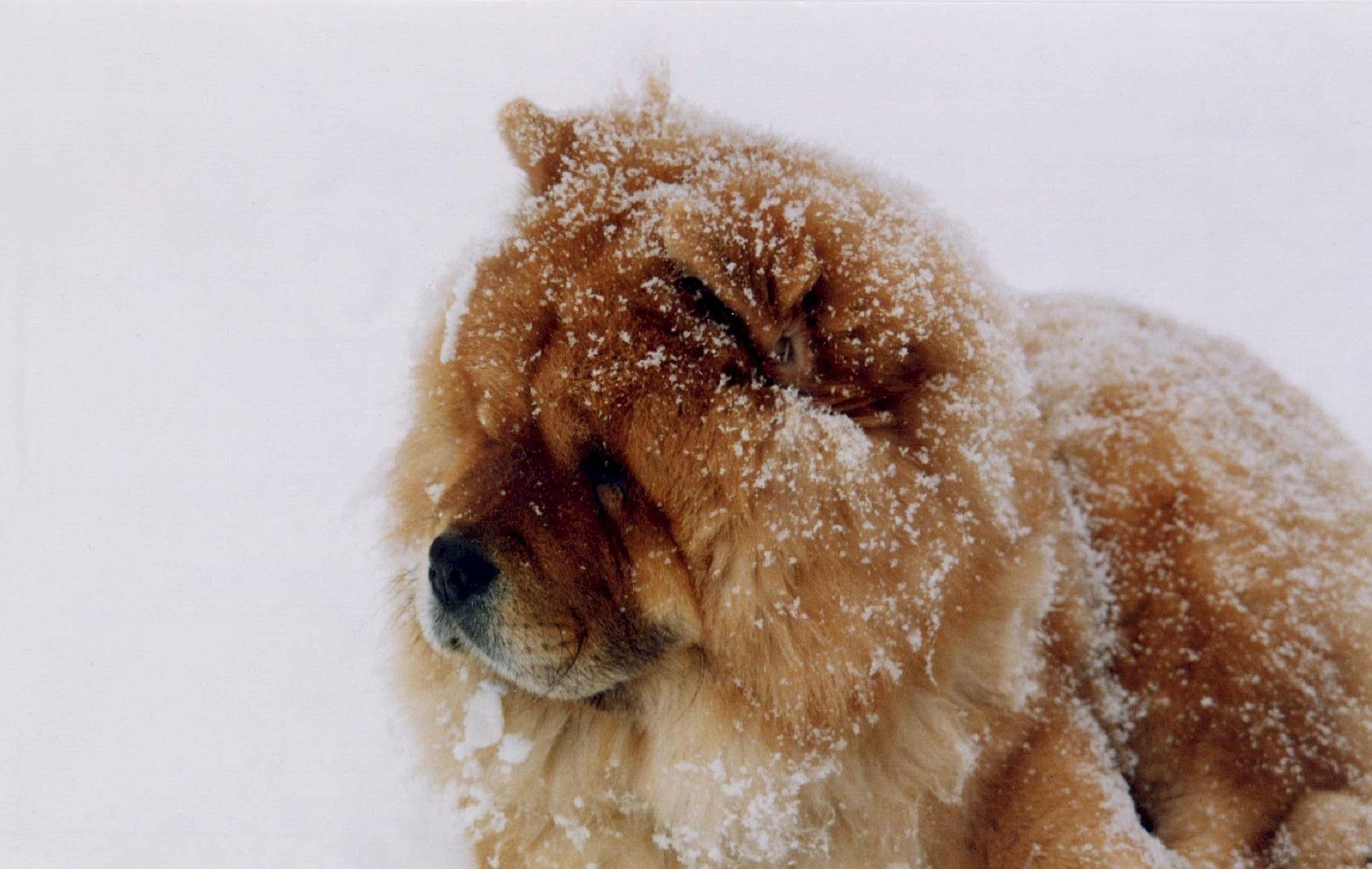 Фото: Зима на носу.. Наташа С. Фото животных. Фотосайт Расфокус.ру
