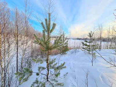 Фестиваль «Зима начинается с Якутии» пройдет в очном формате —  Информационный портал Yk24/Як24