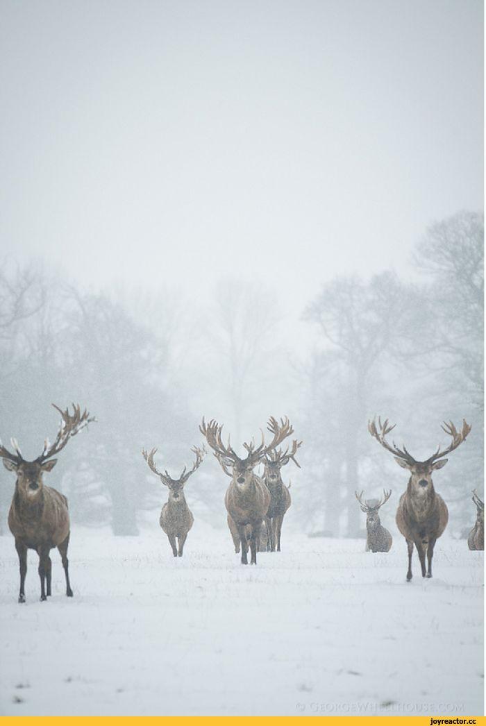 Обои олень, рога, животное, дикая природа, снег, зима картинки на рабочий  стол, фото скачать бесплатно