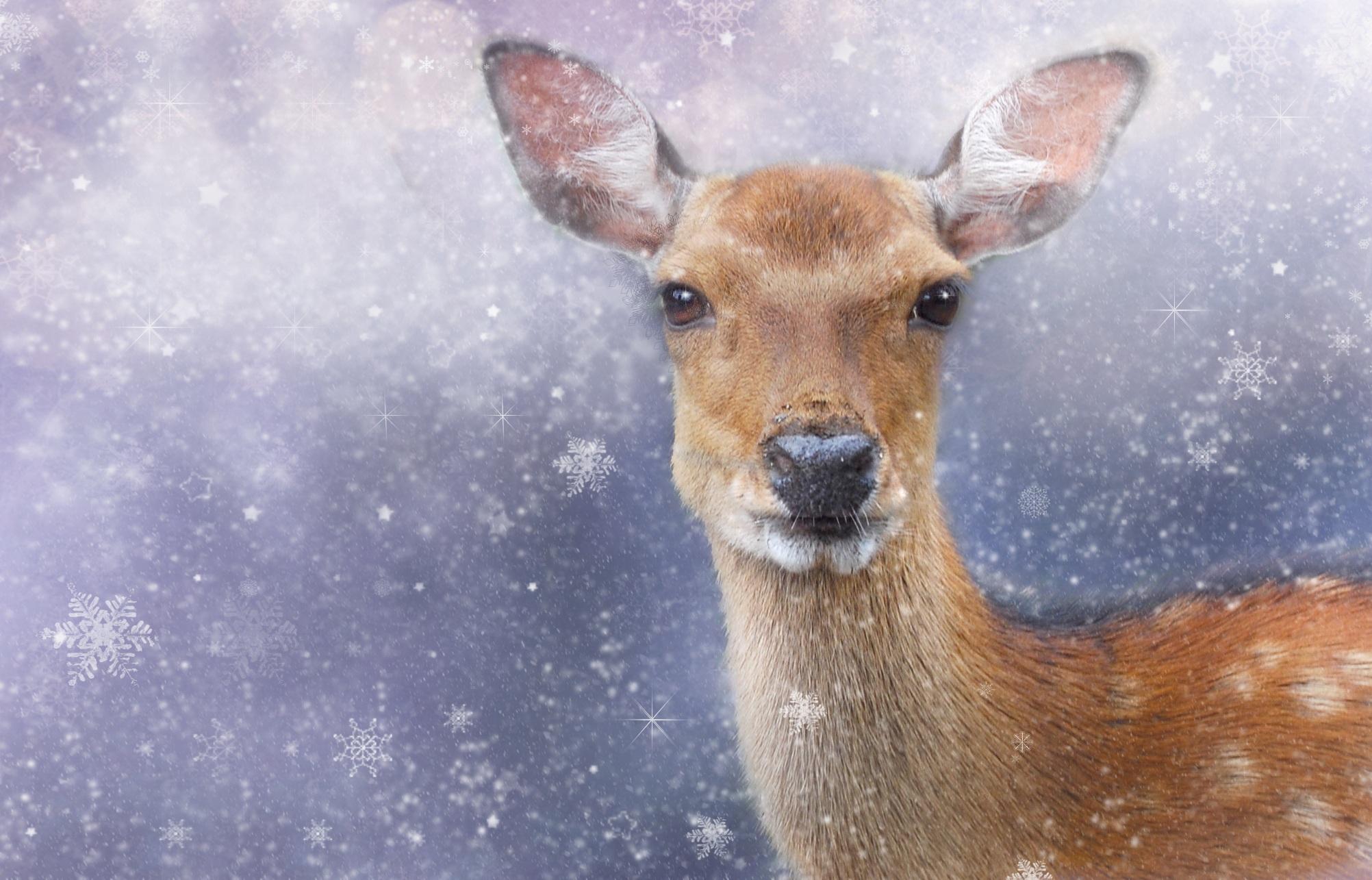 Олени бегают по снегу в лесу олененок Раскраски зима распечатать бесплатно