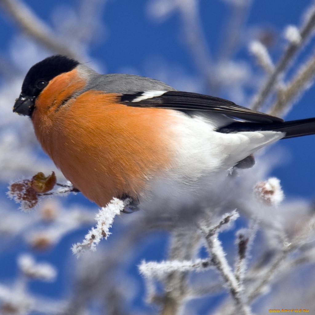 открытка зима, снегири, птицы