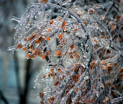 На Зимний Дождь День Стоковые Фотографии | FreeImages