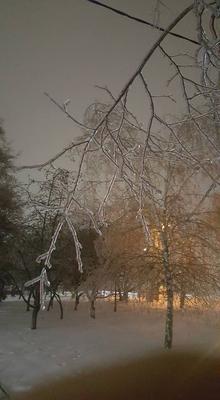 Ледяной дождь в Киеве превратил деревья в скульптуры - фото
