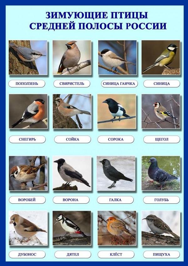 Картинки Зимующие птицы для детей (39 шт.) - #553