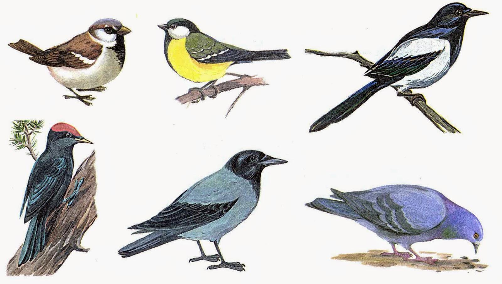 Картинки перелетные птицы весной с названиями для детей (66 фото) »  Картинки и статусы про окружающий мир вокруг