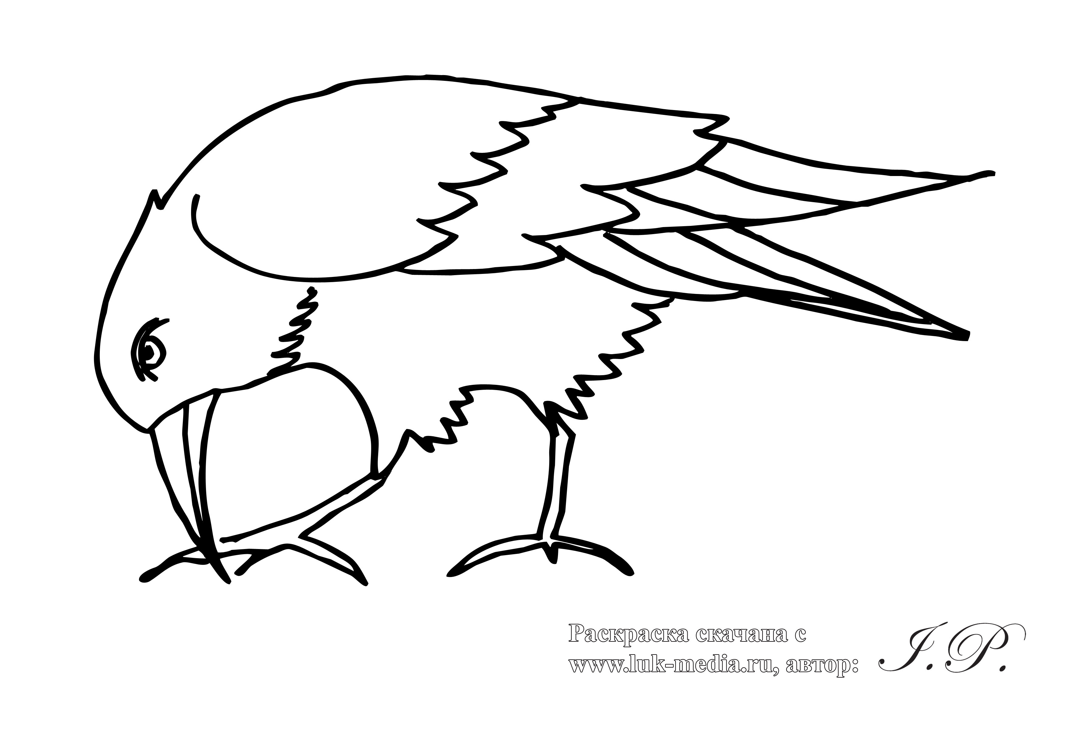 Иллюстрация 1 из 16 для Раскраска Зимующие птицы | Лабиринт - книги.  Источник: Лабиринт