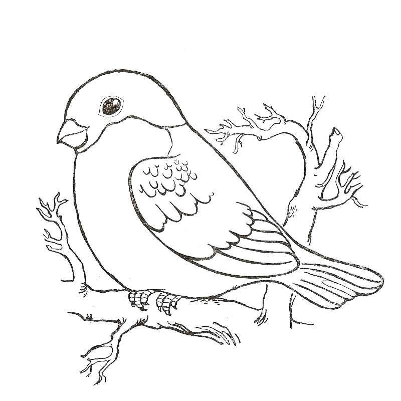 Раскраска зимующая птицы дагестана - скачать и распечатать в формате А4