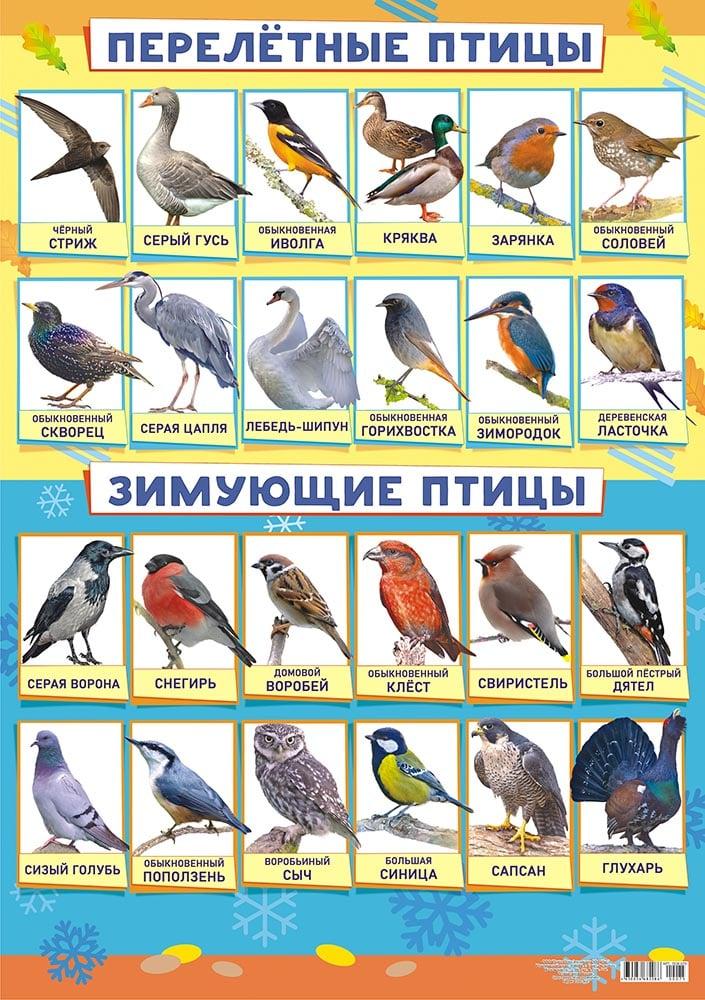 Судоку «Зимующие птицы» | mamadelkimamadelki